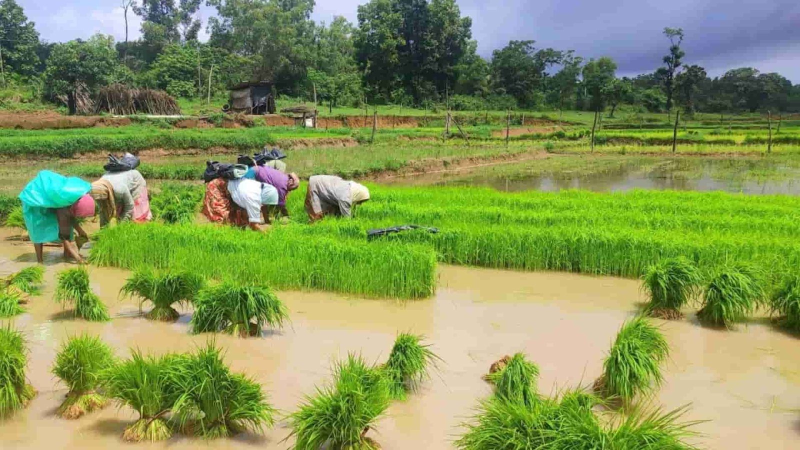 malnad news today ಗದ್ದೆಯಲ್ಲಿ ನಟ್ಟಿ ಮಾಡುತ್ತಿರುವ ಮಹಿಳೆಯರು