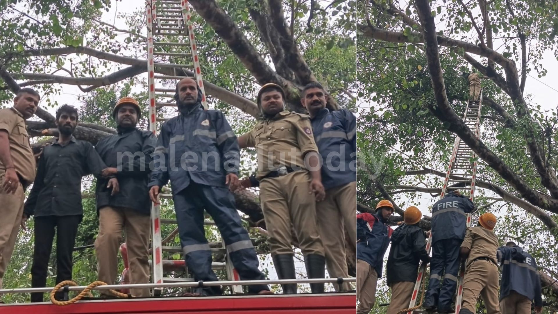 Kote police station ಮರವನ್ನೇರಿದ ವ್ಯಕ್ತಿಯನ್ನು ರಕ್ಷಿಸಿದ ಅಗ್ನಿಶಾಮಕ ದಳದ ಸಿಬ್ಬಂದಿಗಳು