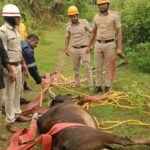 Sovinakoppa Cow Rescue ಹಸುವನ್ನು ರಕ್ಷಿಸಿದ ಅಗ್ನಿಶಾಮಕ ದಳದ ಸಿಬ್ಬಂದಿಗಳು