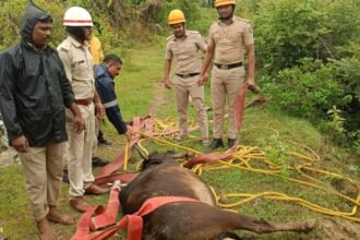 Sovinakoppa Cow Rescue ಹಸುವನ್ನು ರಕ್ಷಿಸಿದ ಅಗ್ನಿಶಾಮಕ ದಳದ ಸಿಬ್ಬಂದಿಗಳು