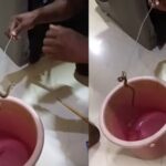 Cobra in sofa ನಾಗರ ಹಾವನ್ನು ರಕ್ಷಿಸಿದ ಸ್ನೇಕ್​ ಕಿರಣ್​