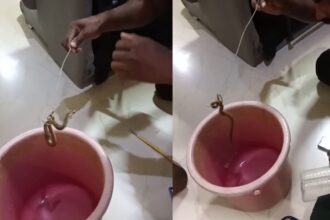 Cobra in sofa ನಾಗರ ಹಾವನ್ನು ರಕ್ಷಿಸಿದ ಸ್ನೇಕ್​ ಕಿರಣ್​