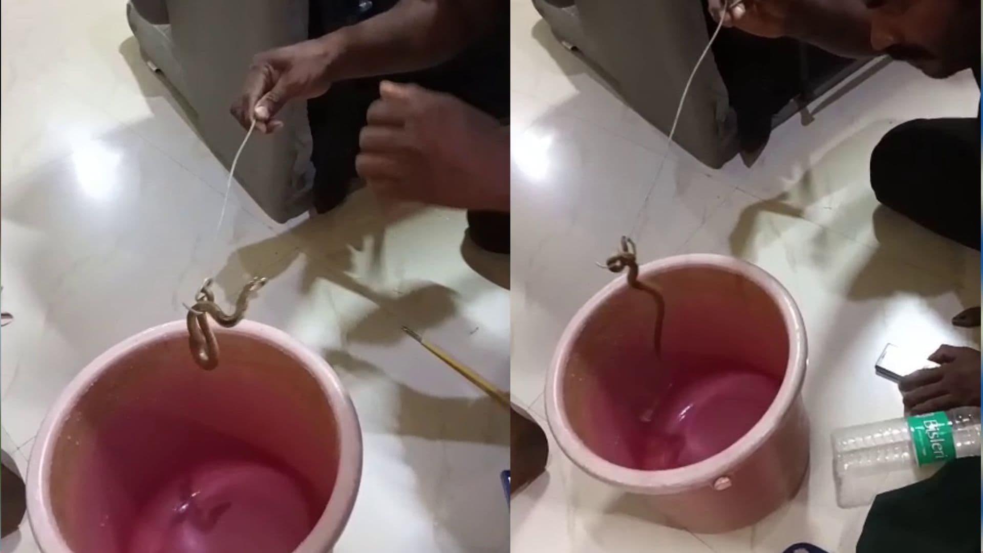 ನಾಗರ ಹಾವನ್ನು ರಕ್ಷಿಸಿದ ಸ್ನೇಕ್ ಕಿರಣ್