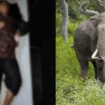Wild elephant attack