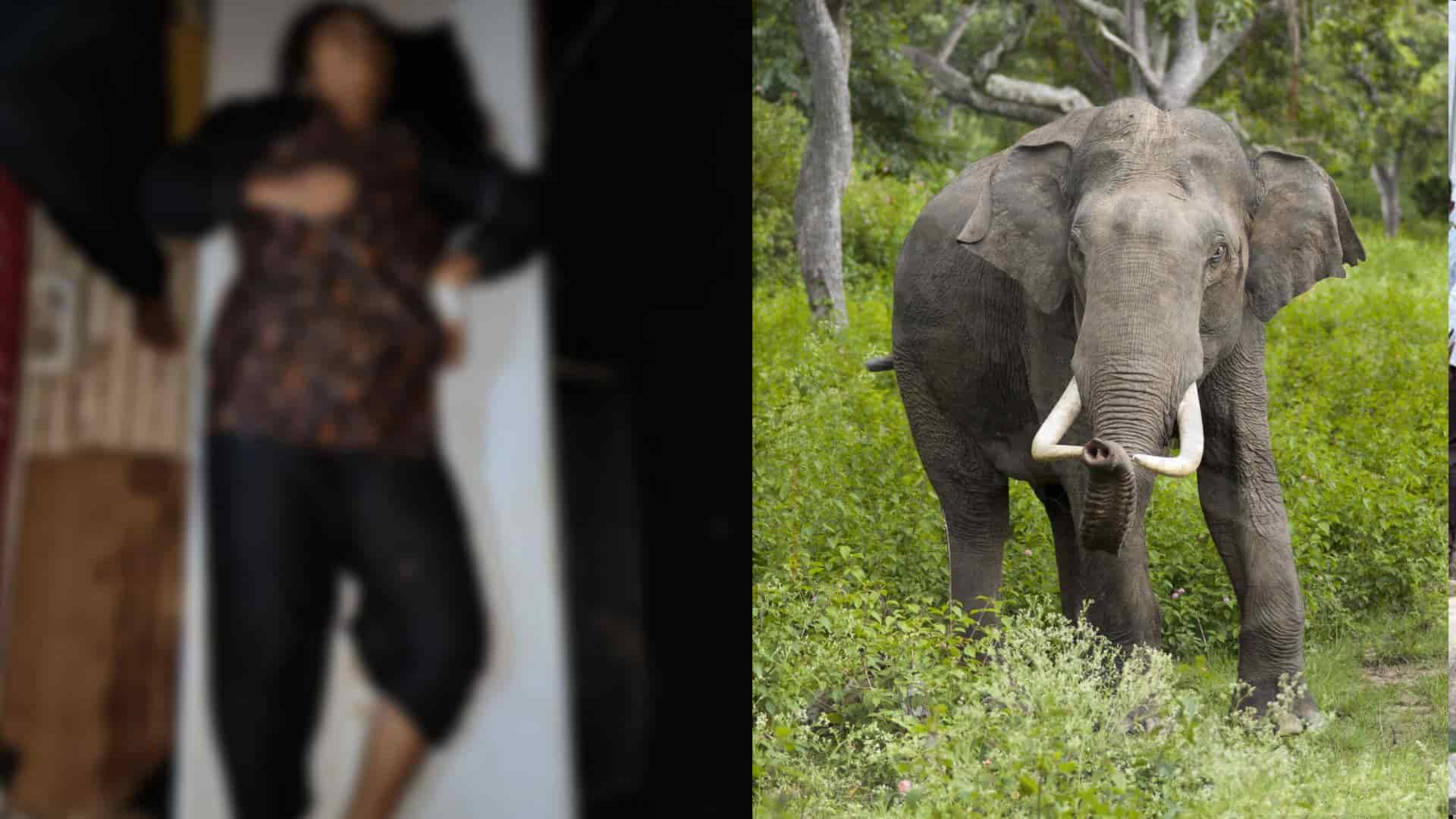 Wild elephant attack
