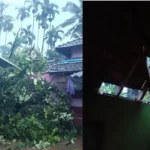 Tree Collapse ಮನೆ ಮೇಲೆ ಬಿದ್ದ ಮರ