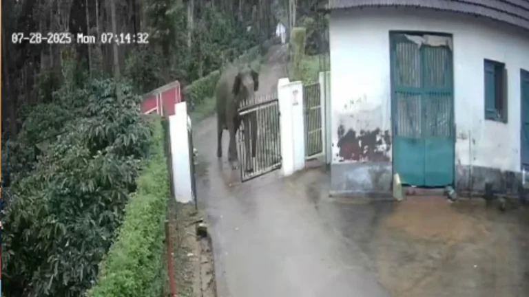 Mother Elephant