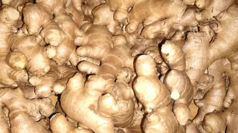 Ginger Prices today