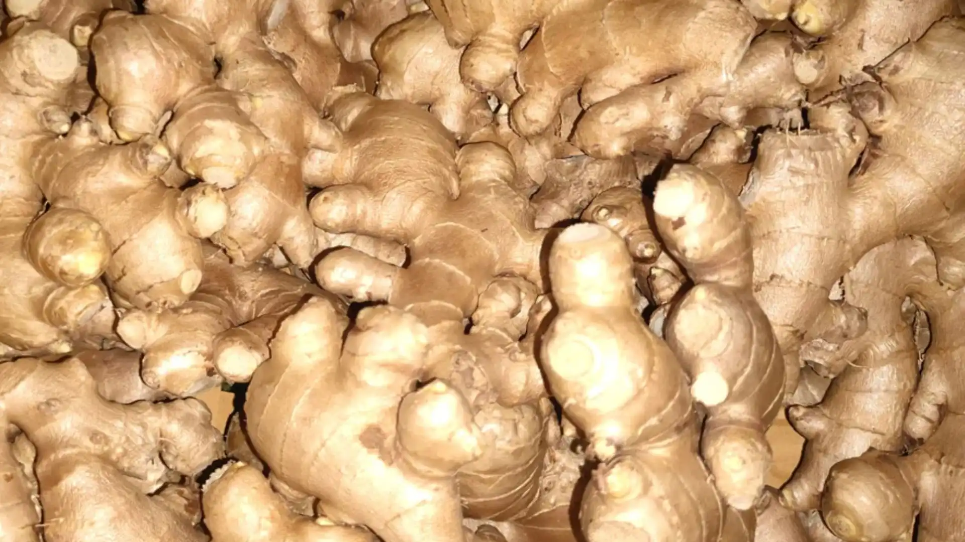 Ginger Prices today