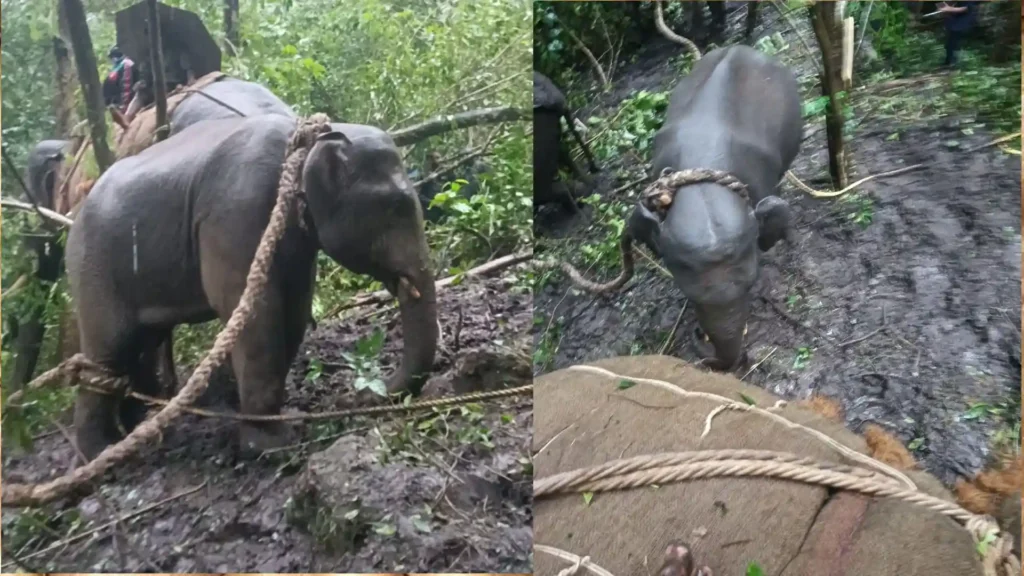 Elephant Operation ಸೆರೆ ಸಿಕ್ಕ ಕಾಡಾನೆ 