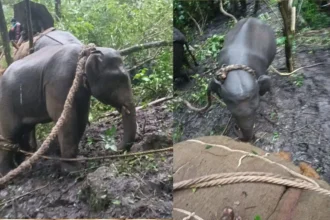 Elephant Operation ಸೆರೆ ಸಿಕ್ಕ ಕಾಡಾನೆ 