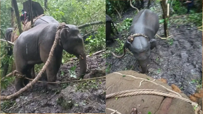 Elephant Operation ಸೆರೆ ಸಿಕ್ಕ ಕಾಡಾನೆ 