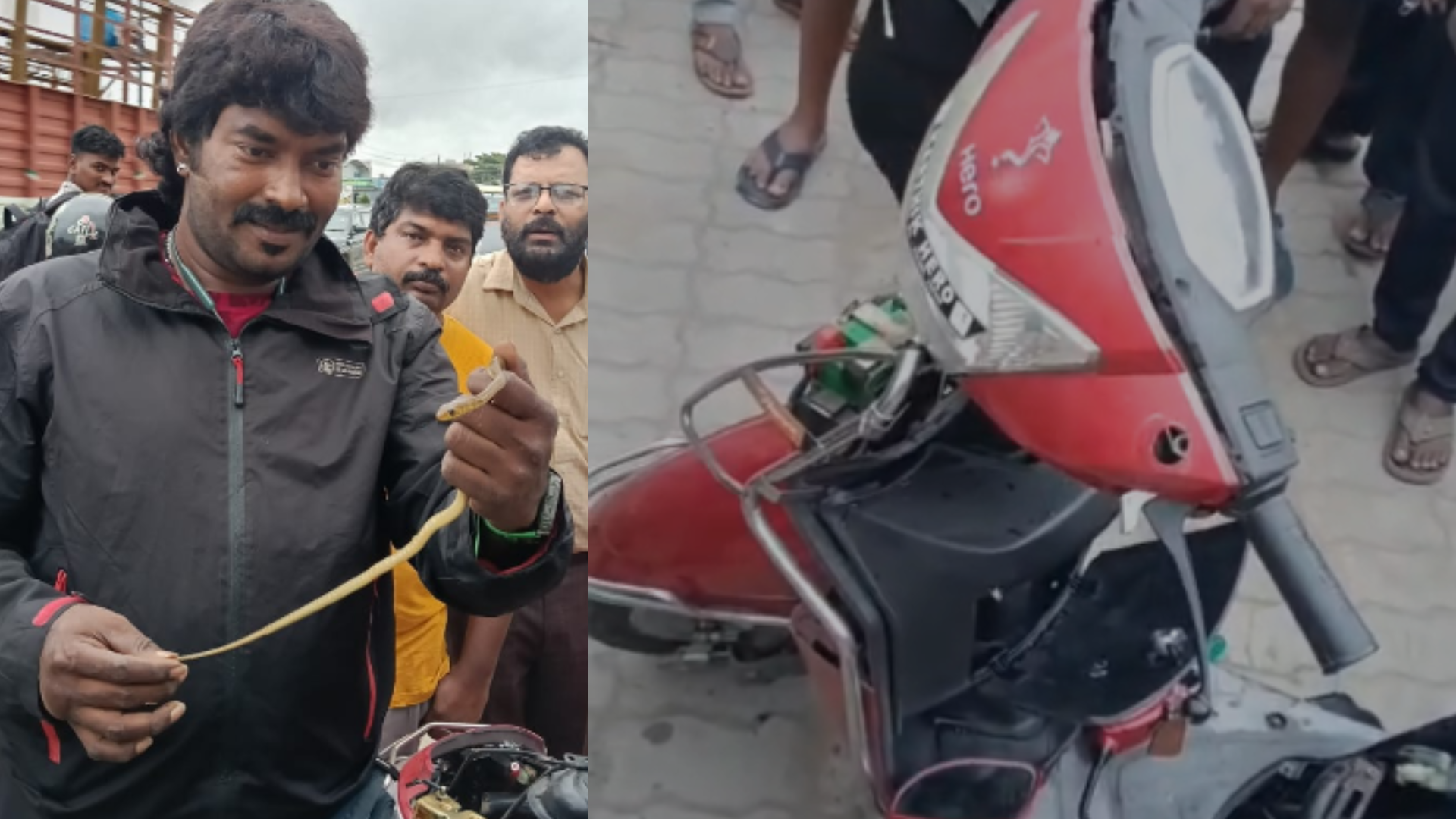 snake rescue shivamogga ಸ್ನೇಕ್ ಕಿರಣ್