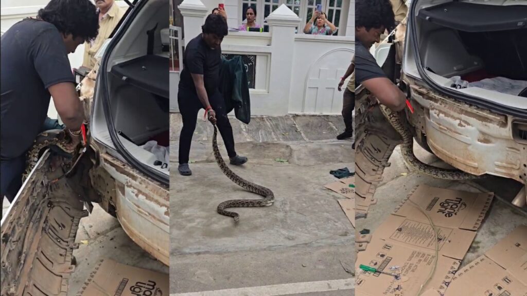 Giant Python Found in Car ಹಾವು, ವನ್ಯಜೀವಿ ರಕ್ಷಣೆ, python, Shivamogga, Snake Kiran, snake rescue,