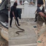 Giant Python Found in Car ಹಾವು, ವನ್ಯಜೀವಿ ರಕ್ಷಣೆ, python, Shivamogga, Snake Kiran, snake rescue,