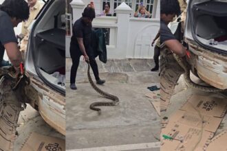 Giant Python Found in Car ಹಾವು, ವನ್ಯಜೀವಿ ರಕ್ಷಣೆ, python, Shivamogga, Snake Kiran, snake rescue,