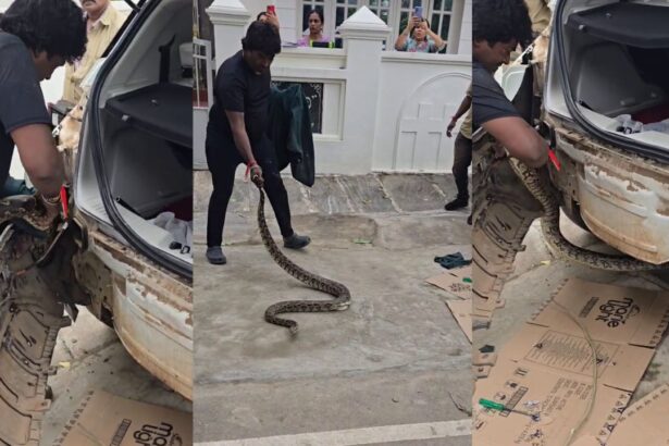 Giant Python Found in Car ಹಾವು, ವನ್ಯಜೀವಿ ರಕ್ಷಣೆ, python, Shivamogga, Snake Kiran, snake rescue,