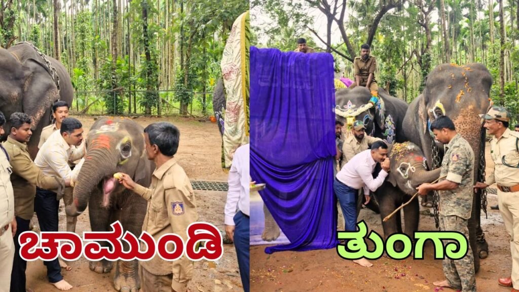 elephant naming ceremony Sakrebailu Elephant Camp