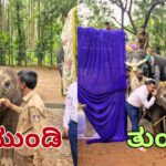 elephant naming ceremony Sakrebailu Elephant Camp