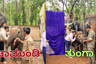 elephant naming ceremony Sakrebailu Elephant Camp