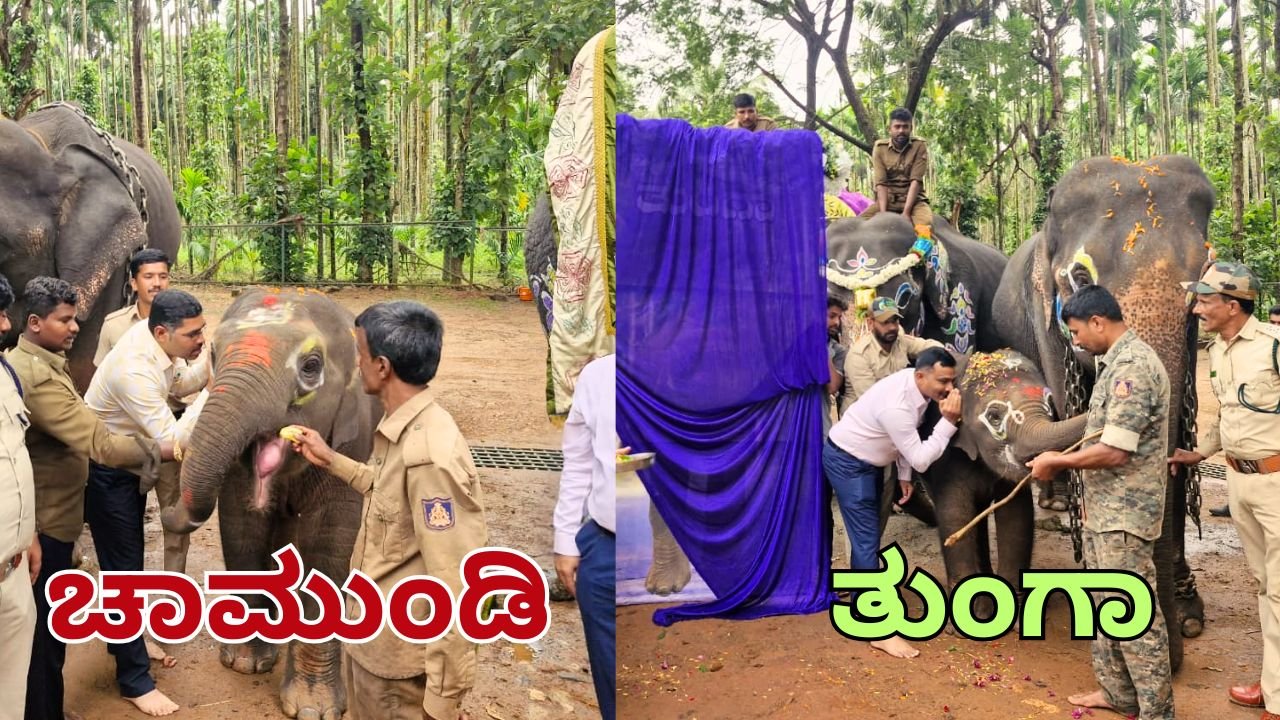 elephant naming ceremony Sakrebailu Elephant Camp