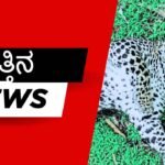 Leopard Found Dead in Shikaripura hosuru