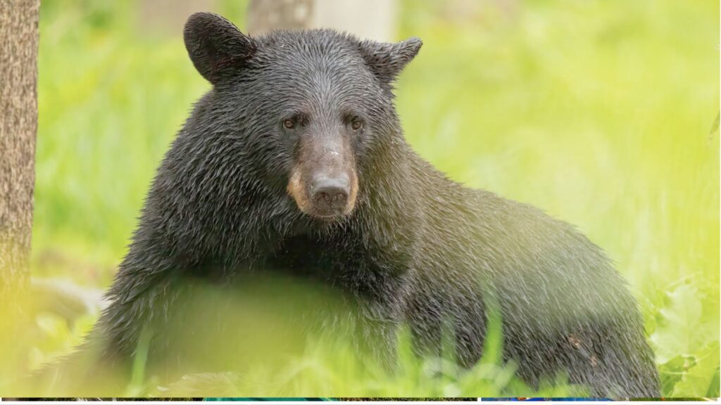 bear attack