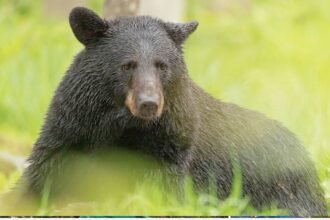 bear attack