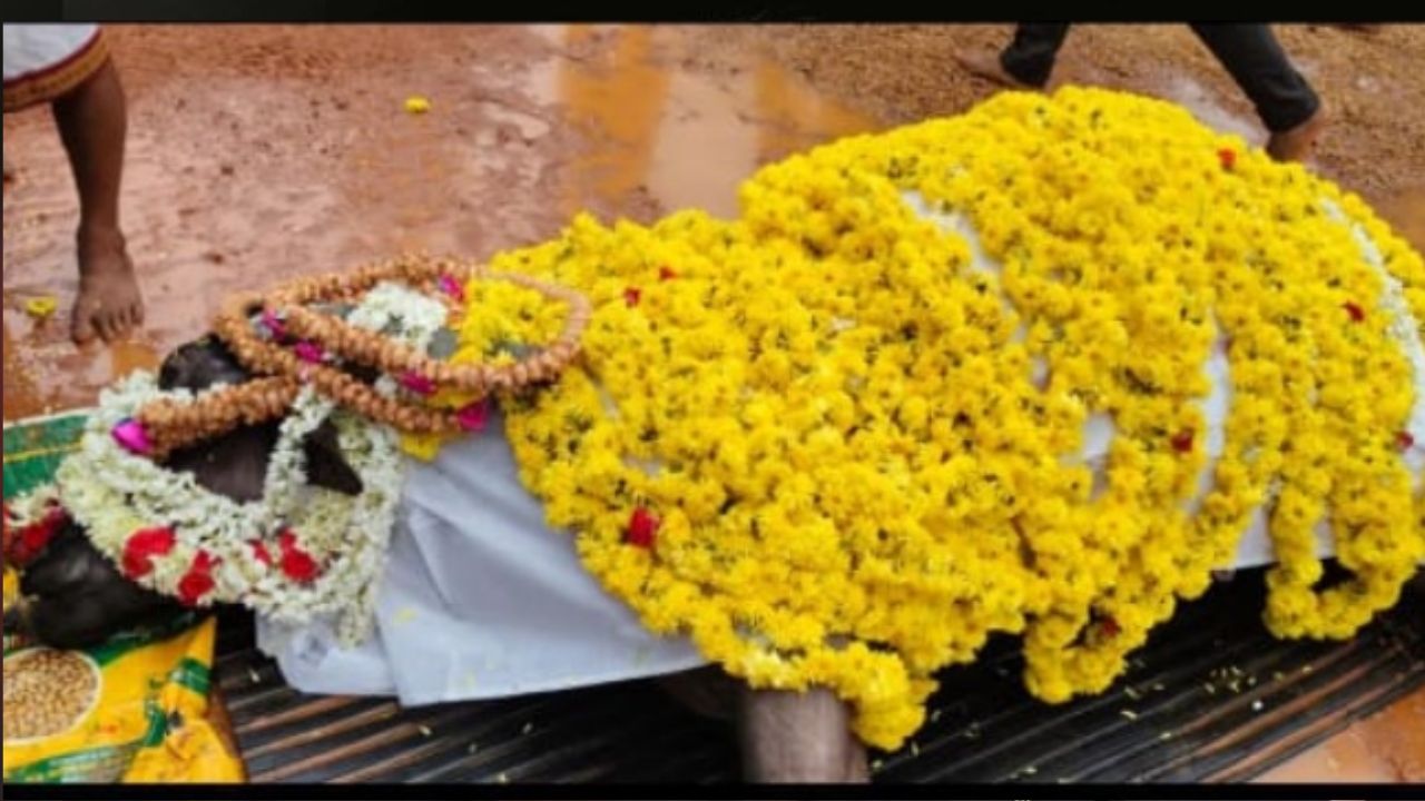 Kantara kambala
