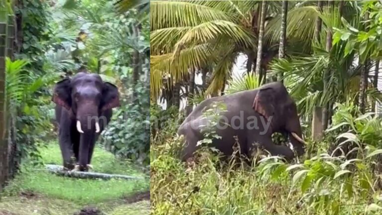 wild elephant