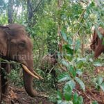 Jp story ಸೆರೆ ಹಿಡಿದ ಆನೆ