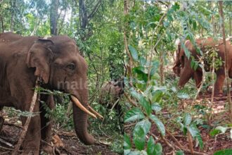 Jp story ಸೆರೆ ಹಿಡಿದ ಆನೆ