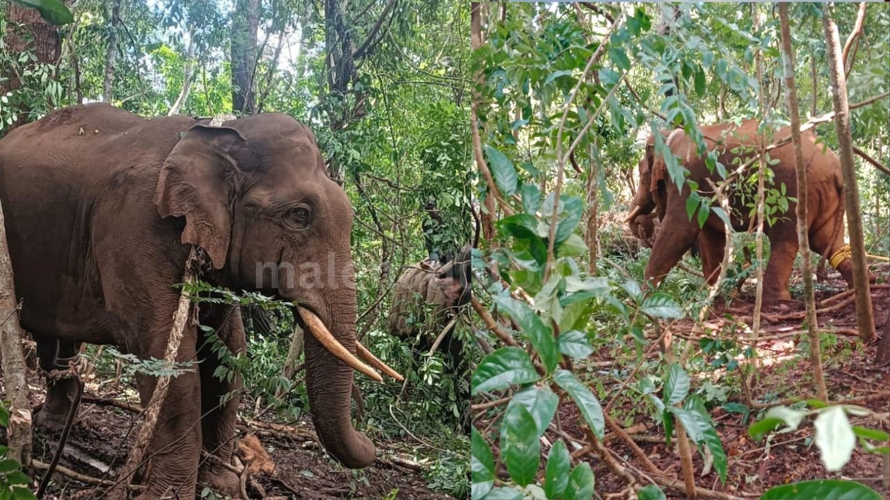 Jp story ಸೆರೆ ಹಿಡಿದ ಆನೆ