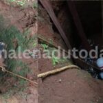 cow rescue