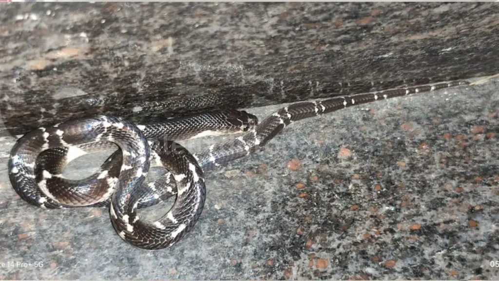 Snake rescuer