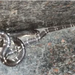 Snake rescuer