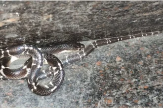 Snake rescuer