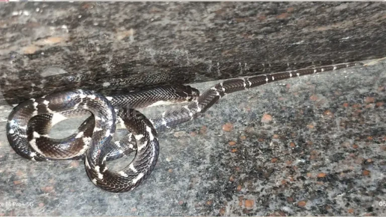 Snake rescuer