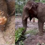 Elephant news