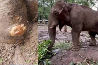 Elephant news