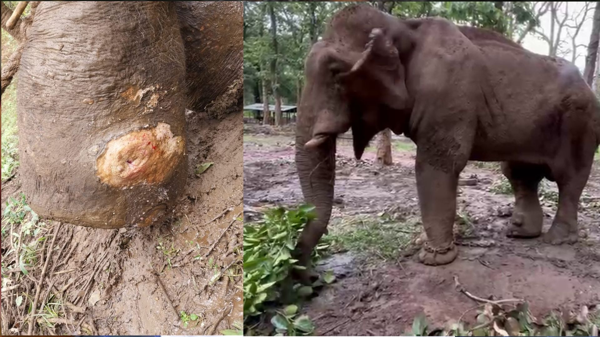 Elephant news