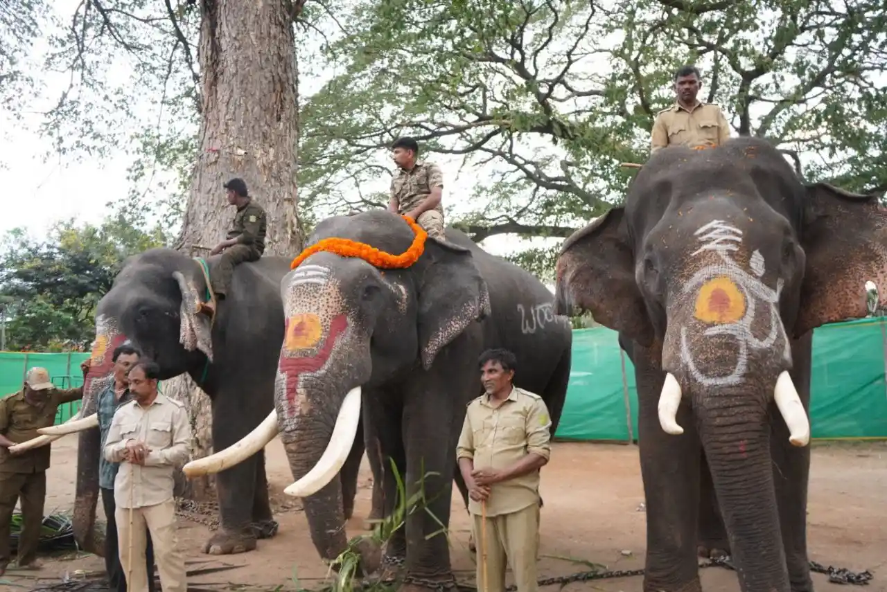 ಶಿವಮೊಗ್ಗ ದಸರಾ: ಜಂಬೂಸವಾರಿಗೆ ಬಂದ ಸಕ್ರೆಬೈಲ್ ಆನೆಗಳ ತಾಲೀಮು ಆರಂಭ 1 Shivamogga Dasara Elephants, ಶಿವಮೊಗ್ಗ ದಸರಾ, ಅಂಬಾರಿ ಮೆರವಣಿಗೆ, ಸಕ್ರೆಬೈಲು ಆನೆ, ಸಾಗರ, ಬಾಲಣ್ಣ, ಬಹದ್ದೂರ್, ದಸರಾ ಮಹೋತ್ಸವ, ತಾಲೀಮು, ಮಲೆನಾಡು ಟುಡೆ ,#ShivamoggaDasara, #Dasara2025 #AmbariProcession, #SakrebailuElephants, #KarnatakaDasara, #MalenaduToday #IndianFestival