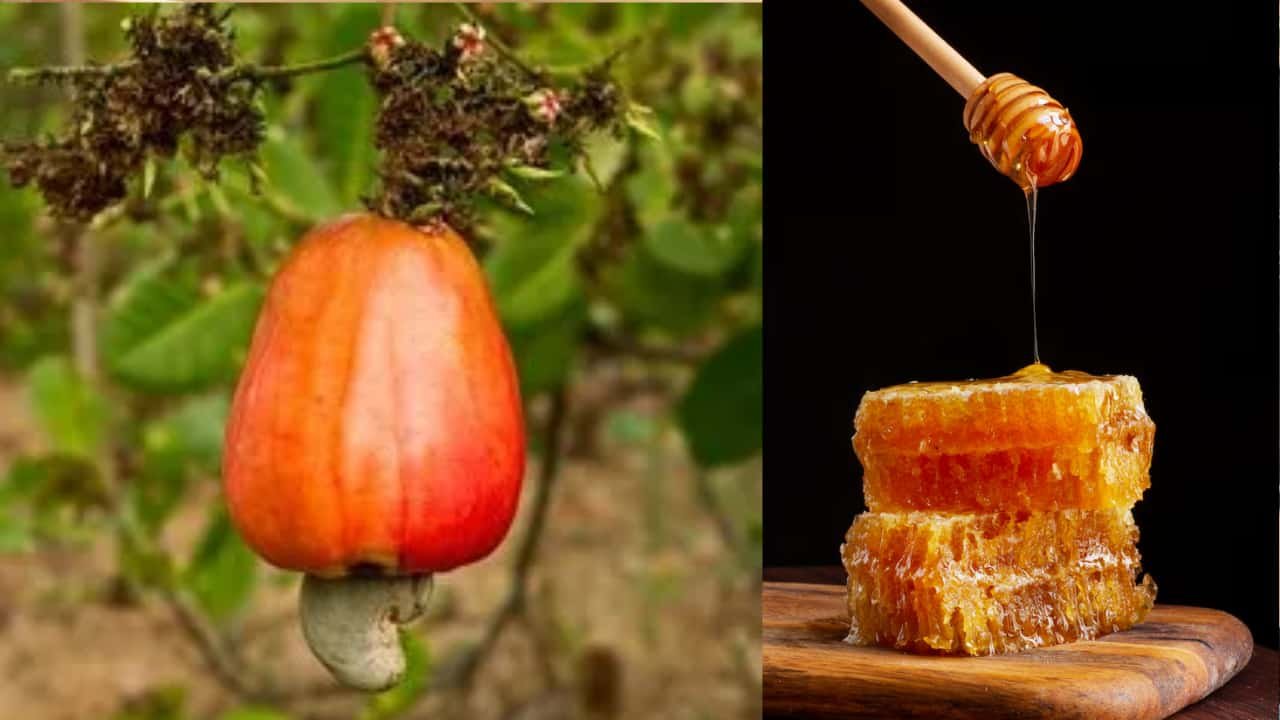 ಸದ್ಯದಲ್ಲೆ ಅಡುಗೆ ಮನೆ ಸೇರಲಿದೆ ಗೇರುಹಣ್ಣಿನ ಲಿಕ್ವಿಡ್ ಬೆಲ್ಲ : ಜೇನುತುಪ್ಪದಂತೆ ಇರಲಿದೆ 1 Malenadu Today