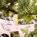 Tree Falls on Moving Car Near Chinnamane Shivamogga 