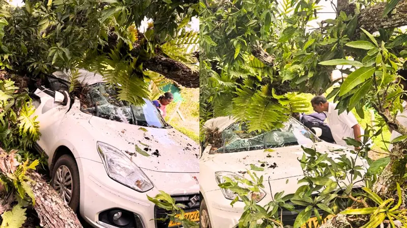 ಹೊಸನಗರ ರೂಟ್ನಲ್ಲಿ ಹೋಗ್ತಿದ್ದಾಗ ದೊಪ್ಪಂತ ಬಿತ್ತು ಮರ! ಕಾರು ಪೂರ್ತಿ ಜಖಂ! 1 Tree Falls on Moving Car Near Chinnamane Shivamogga