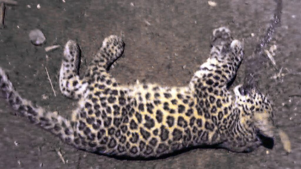 Leopard Cub Dies in Road Accident on Soraba-Sagara Highway