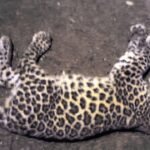Leopard Cub Dies in Road Accident on Soraba-Sagara Highway