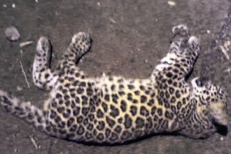 Leopard Cub Dies in Road Accident on Soraba-Sagara Highway