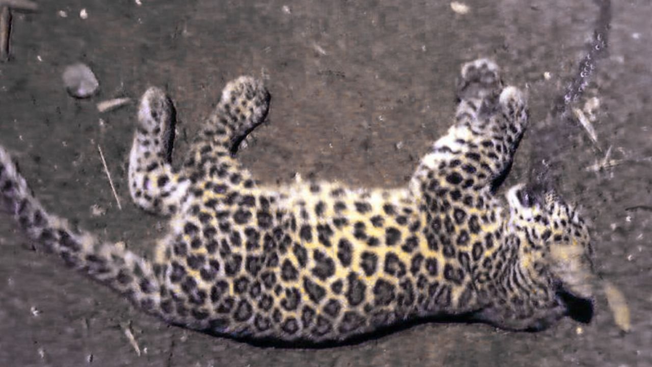 Leopard Cub Dies in Road Accident on Soraba-Sagara Highway
