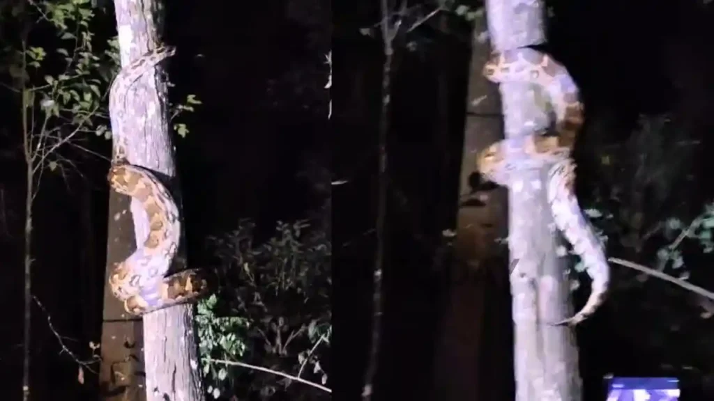 giant python climbing a tree in thirthahalli